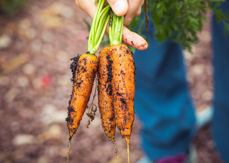 From our kitchen garden