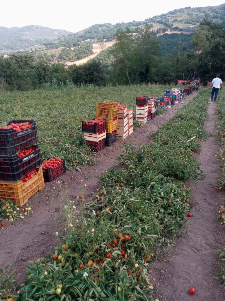 Raccolta dei prodotti da campo