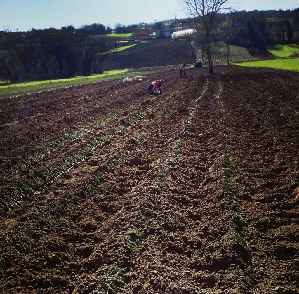 Preparazione del Terreno